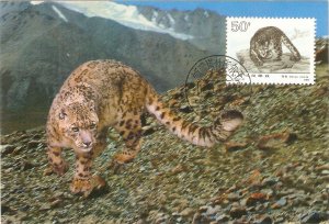 Animals. Snow Panther, Uncia Panther Chinese maximum card with stamp affixed