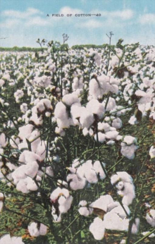 A Field Of Cotton In Bloom