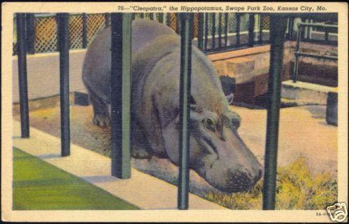 Hippo, Hippopotamus at Swope Park ZOO, Kansas City 30s