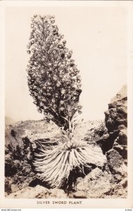 RP: Silver Sword Plant , USA , 30-40s