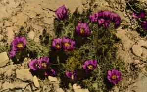 Cactus in Bloom on Apache Trail, Arizona