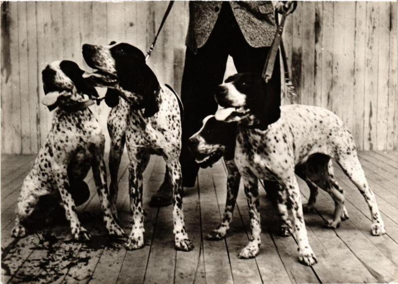 CPA AK Carte Photo DOGS (727691)