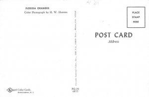 Florida Oranges  Orange Groves FL