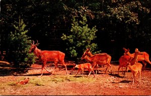 New York Catskill Game Farm Golden Yellow Barasingha Deer Pride Of India