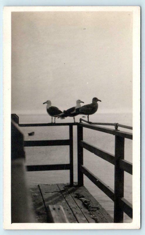 RPPC CATALINA ISLAND, CA California ~ SEA GULLS on Porch- AVALON c1910s Postcard