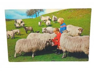 Young Children Feeding Sheep On Cumbrian Farm Vintage Postcard 1970s