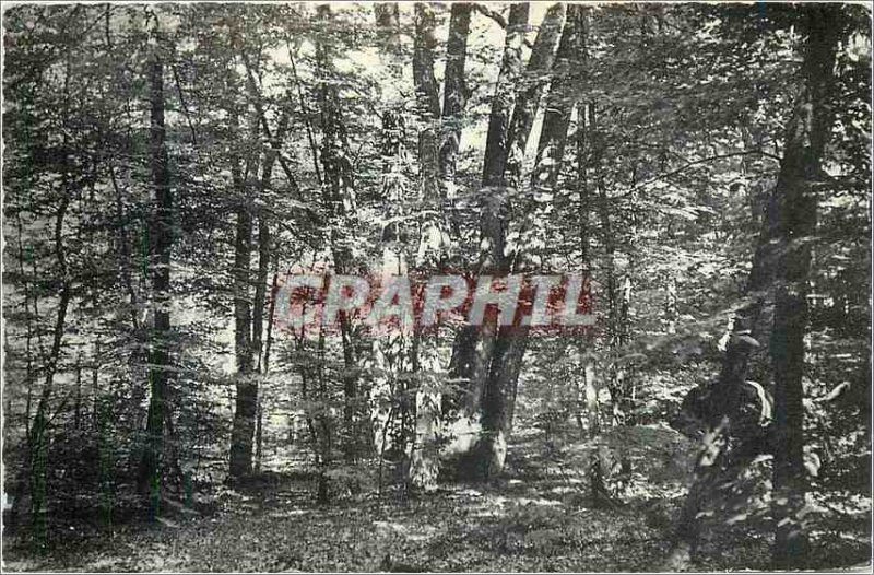 'Modern Postcard Forest of Fontainebleau Futaie of the Eagle''s Nest'