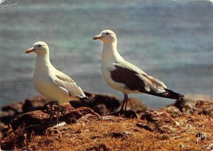 BT9204 goeland argene seagull oiseaux bird france  1 animal animaux