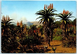 M-14633 Aloes in the Sun Southern Africa