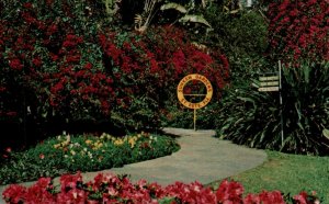 USA Sunken Gardens Saint Petersburg Florida Vintage Postcard 08.46