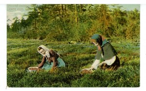 MA - Cape Cod. Cranberry Picking