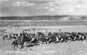 Arizona Cowboy Western Round Up Time #C446 1940s RPPC Photo Postcard 20-10025