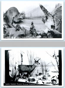 2 Postcards TILLAMOOK, Oregon OR ~ Taxidermy PIONEER MUSEUM Walker Photos 1950s