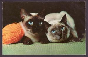 Siamese Kittens Post Card PC2103