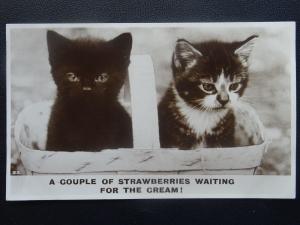 Kittens in a Basket STRAWBERRIES WAITING FOR CREAM c1935 RP Postcard by Bamforth