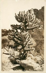 WIllard RPPC 14; Cholla Cactus near Palm Springs CA Unposted
