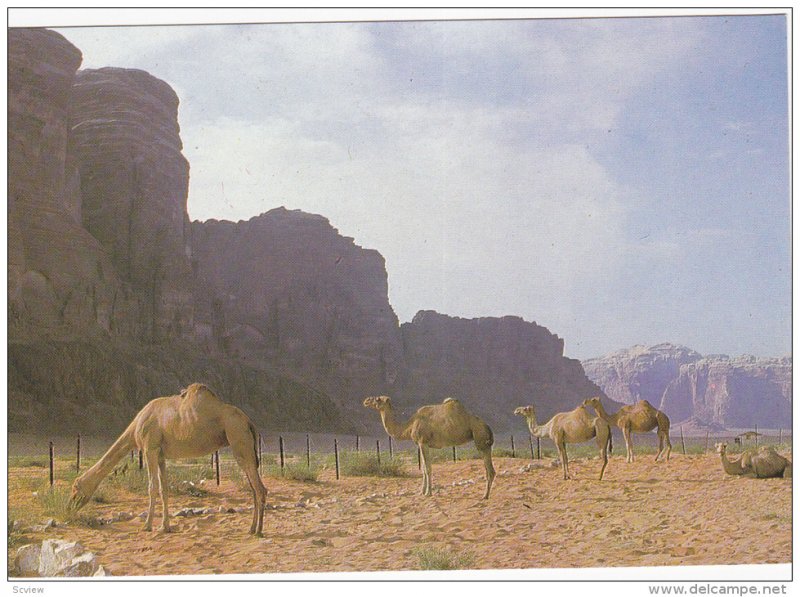 Camels In The DEAD SEA Area Des Dromadaires Au District De La Mer Morte, Isra...