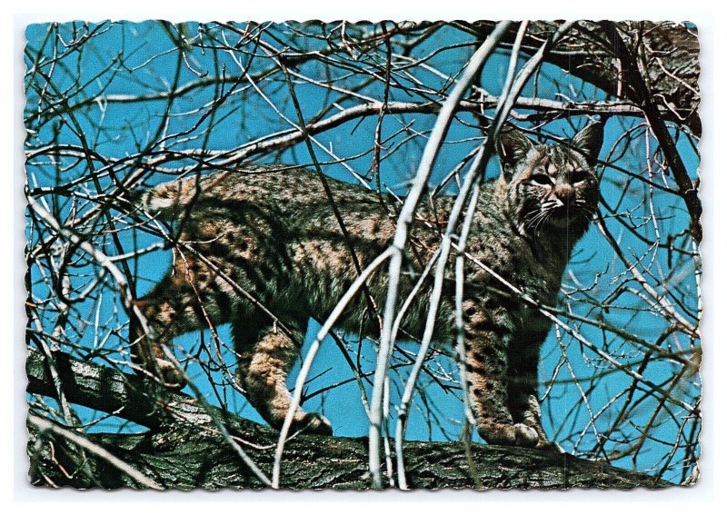 Idaho Wildlife The Bob Cat Continental View Postcard