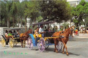 Lot 19 caribbean nassau bahams horse and carriage traditional