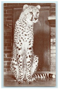 1935 Cheetah in Lincoln Park Zoo Chicago Illinois IL Antique Postcard