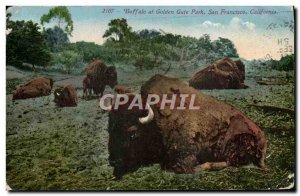 Old Postcard Buffalo at Golden Gate Park in San Francisco