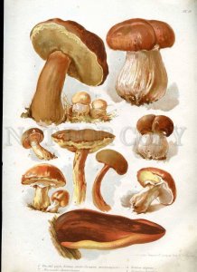 230768 1888 BEM Boehm mushrooms Book with 8 Lithographs