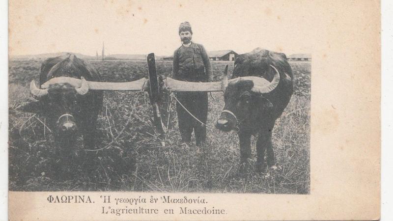 B79242 l agrieulture field work bull types  macedonia front/back image