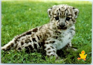 Postcard - Snow Leopard, New Lincoln Park Zoo - Chicago, Illinois