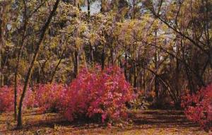 South Carolina Charleston Azaleas In Bloom In Cypress Gardens