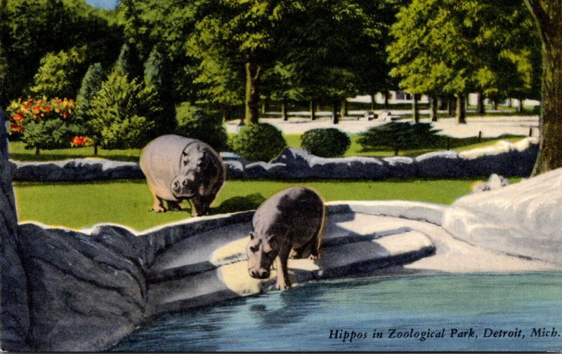 Michigan Detroit Hippopotamus In Zoological Park