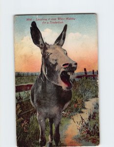 Postcard Laughing at it over While Waiting for a Tenderfoot with Art Print