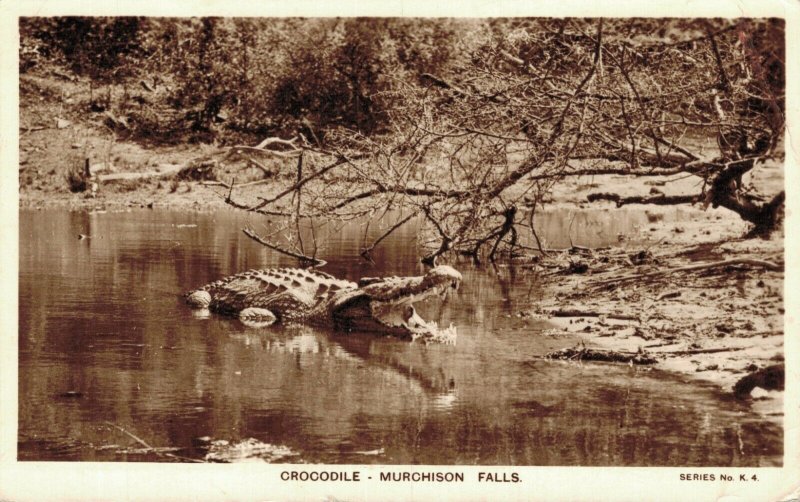 Uganda Crocodile Murchison Falls RPPC 06.19 