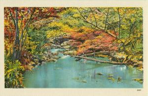 Postcard River/Woods Published by Asheville Postcard Company, Asheville, NC