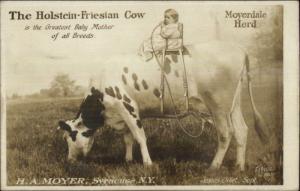 Holstein-Friesian Cow Baby HA Moyer NY Moyerdale Herd Real Photo Postcard