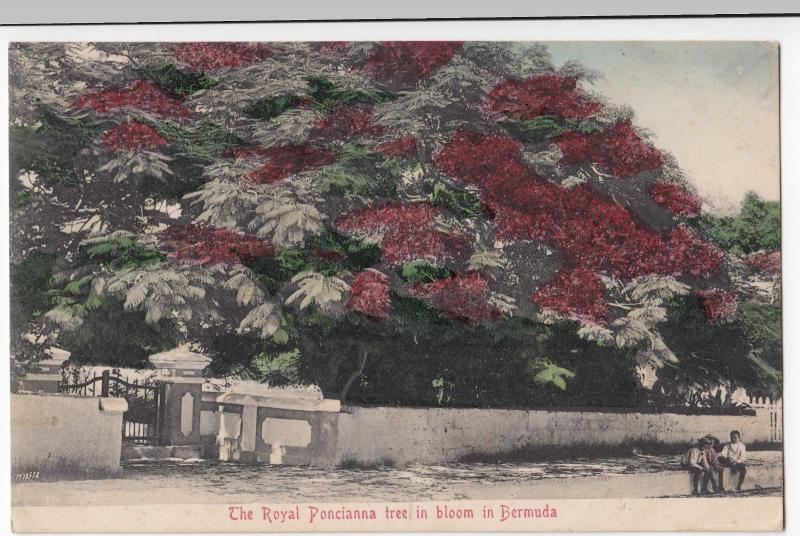 Bermuda; The Royal Poncianna Tree In Bloom PPC By AE Bourne, Unused, c 1910's 