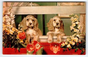 Cocker Spaniel Puppy Dogs In Window Vintage Postcard Chrome Cute Animals Unused