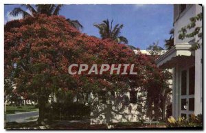 Modern Postcard Florida & # 39s Royal Poincianna In Bloom