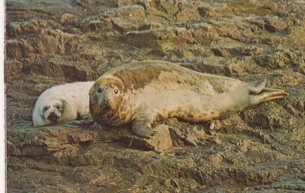 Farne Islands Seal Seals & Baby Pup Postcard