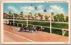 Florida FL, Greyhound Racing, Action Scene with Racing Dogs, Pavilion, Postcard