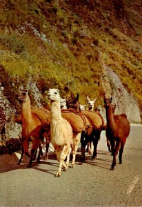 Peru Group Of Llamas Loaded With Minerals 1977