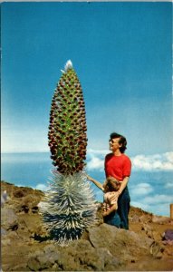 Silversword in Bloom Haleakala Maui National Park Hawaii Postcard