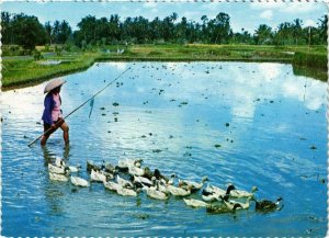 CPM AK Bali Ducks is important in Balinese life INDONESIA (726885)