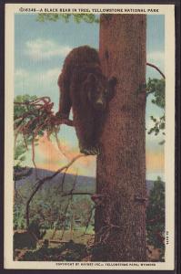 Black Bear in Tree,Yellowstone Postcard