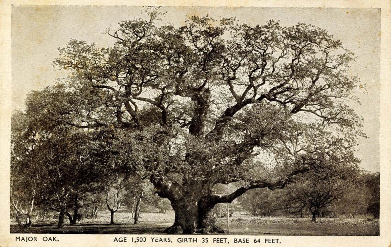 Major Oak Tree