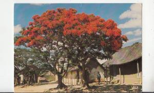 BF26971 africa in colour flame trees in flower types   front/back image