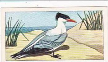 Glengettie Tea Trade Card Rare British Birds No 7 Royal Tern