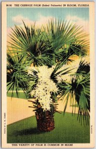 Miami FL-Florida, The Cabbage Palm, (Sabal Palmetto) In Bloom, Vintage Postcard