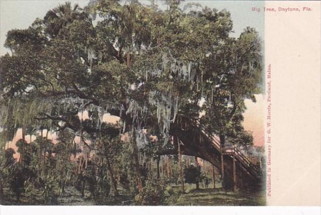 Florida Daytona The Big Oak Tree