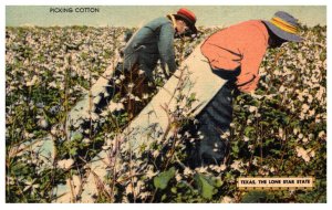 Texas  Lone Star State Picking Cotton