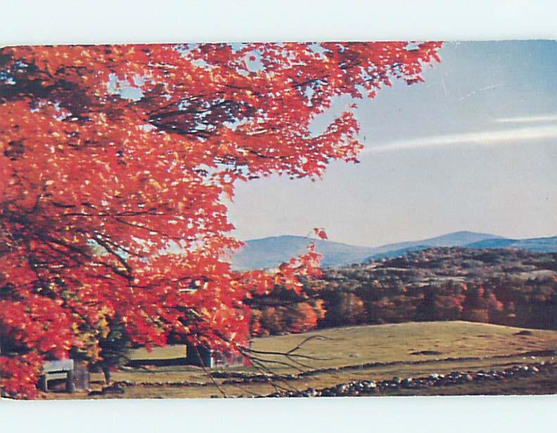 Pre-1980 AUTUMN SCENE AT CHESTER INN MOTEL Chester Vermont VT G9016